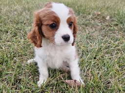 Questi