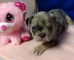 Blue Merle  puppies for sale