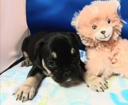 Black Tan  puppies for sale