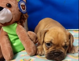 Blonde  puppies for sale