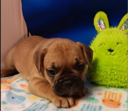 Red  puppies for sale