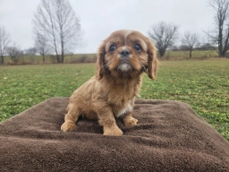 Fido  puppies for sale