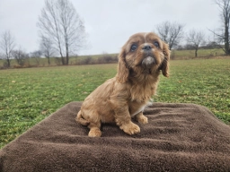 Fido  puppies for sale