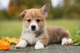 Jonny  puppies for sale