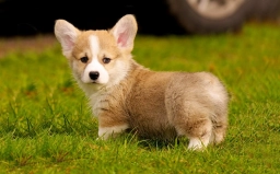 Jonny  puppies for sale