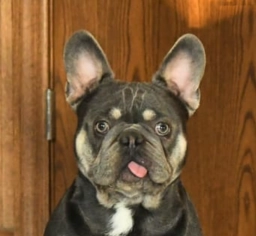 Dodo  puppies for sale