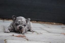 Bobik  puppies for sale