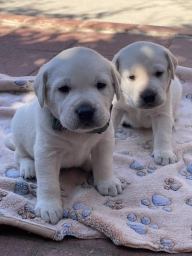 Kids  puppies for sale