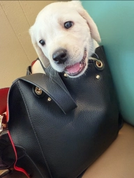 Kids  puppies for sale