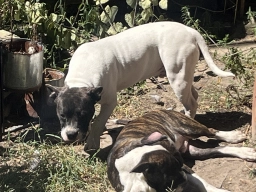 Brindle Pitbull x Frenchie Puppies  puppies for sale