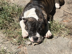 Brindle Pitbull x Frenchie Puppies  puppies for sale