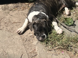 Brindle Pitbull x Frenchie Puppies
