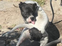 Brindle Pitbull x Frenchie Puppies