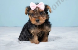 Faith  puppies for sale