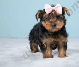 Faith  puppies for sale