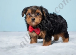 Finn  puppies for sale