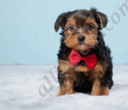 Finn  puppies for sale