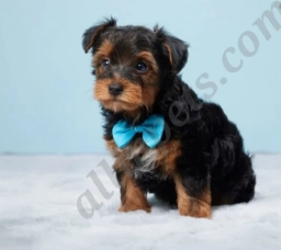 Frankie  puppies for sale