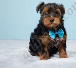 Frankie  puppies for sale