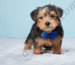 Frankie  puppies for sale
