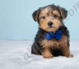 Frankie  puppies for sale