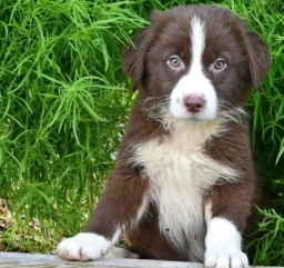 Amber  puppies for sale