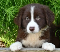 Aspen  puppies for sale