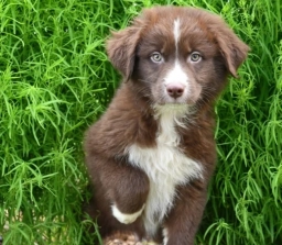 Alex  puppies for sale