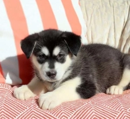 Opal  puppies for sale