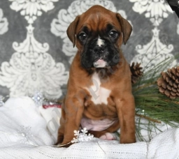 Piper  puppies for sale