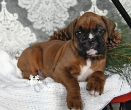 Piper  puppies for sale