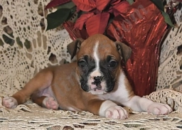 Lexie  puppies for sale