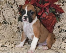 Lexie  puppies for sale