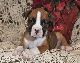 Milo  puppies for sale