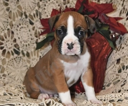 Milo  puppies for sale