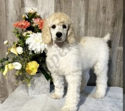 Frosty  puppies for sale