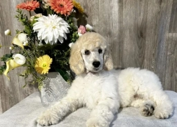 Frosty  puppies for sale