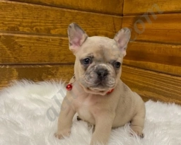 Razon  puppies for sale