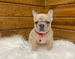 Razon  puppies for sale