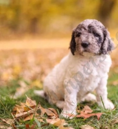 Houston  puppies for sale
