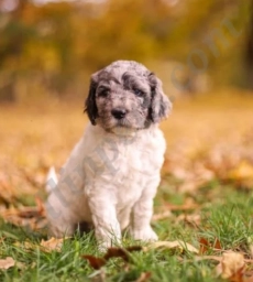 Houston  puppies for sale