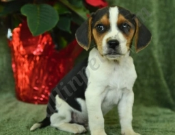 Oliver  puppies for sale
