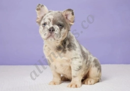 Griffin  puppies for sale