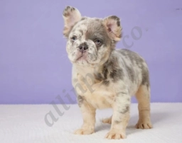 Griffin  puppies for sale