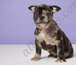 Elf  puppies for sale