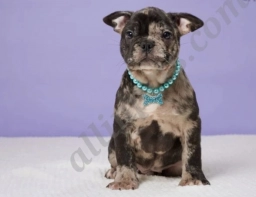 Elf  puppies for sale