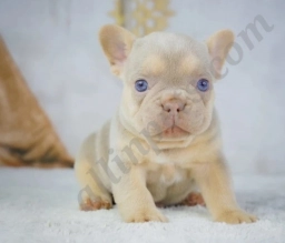 Brody  puppies for sale