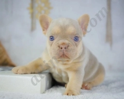 Brody  puppies for sale