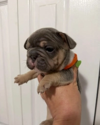Orange Collar  puppies for sale
