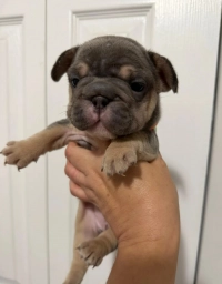 Orange Collar  puppies for sale